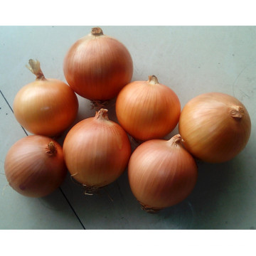 HON01 Taigo golden-yellow f1 sementes de cebola híbrida para venda